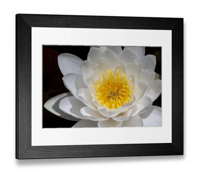 Framed Print : USA, Arizona, Tucson, Cricket Head Inn, Water Lilly Framed Print : USA, Arizona, Tucson, Cricket Head Inn, Water Lilly