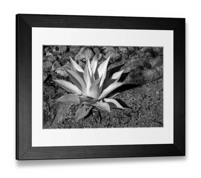 Framed Print : USA, Arizona, Scottsdale, Mayo Clinic Campus Framed Print : USA, Arizona, Scottsdale, Mayo Clinic Campus