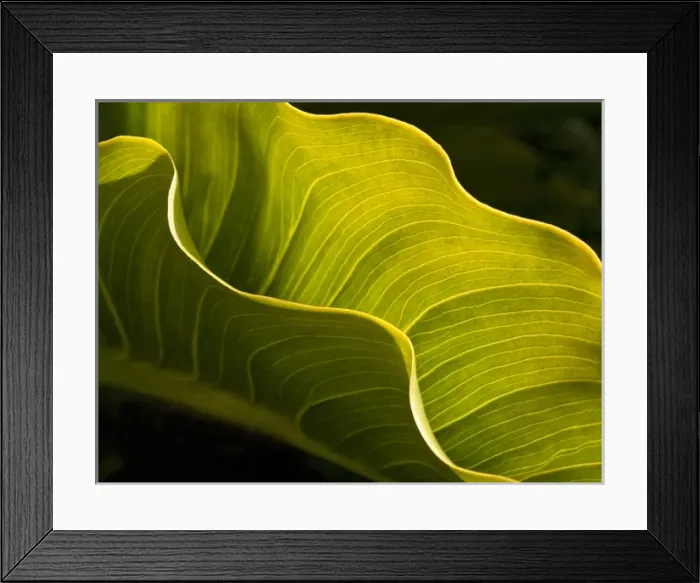 Framed Print : USA, California, Big Sur, Calla lily leaf at Garrapata State Park