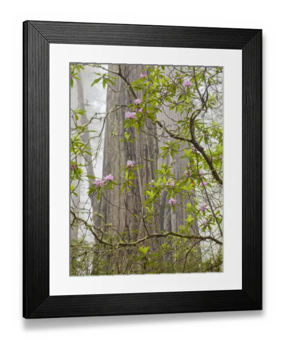 Framed Print : USA, California, Del Norte Coast Redwoods State Park, Blooming rhododendrons in fog Framed Print : USA, California, Del Norte Coast Redwoods State Park, Blooming rhododendrons in fog