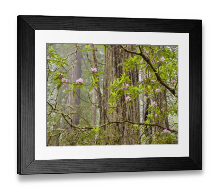 Framed Print : USA, California, Del Norte Coast Redwoods State Park, Blooming rhododendrons in fog Framed Print : USA, California, Del Norte Coast Redwoods State Park, Blooming rhododendrons in fog