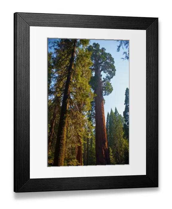Framed Print : North America, USA, California, Sequoia Kings Canyon National Parks Grant Grove, General Grant Tree