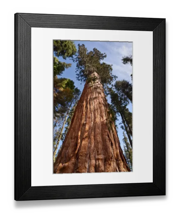 Framed Print : USA, California, Sequoia National Park, Giant sequoia ascends to the sky