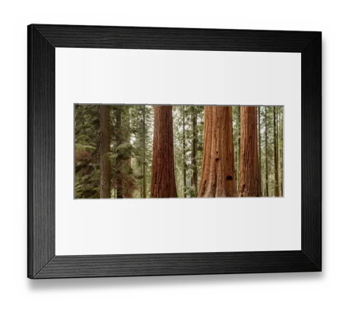 Framed Print : USA, California, Sequoia National Park, Panoramic view of giant sequoia trees Framed Print : USA, California, Sequoia National Park, Panoramic view of giant sequoia trees