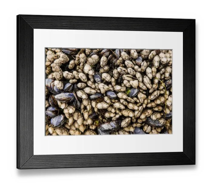 Framed Print : USA California, Santa Barbara, Arroyo Burro Beach, aka Hendrys Beach, in the fog Framed Print : USA California, Santa Barbara, Arroyo Burro Beach, aka Hendrys Beach, in the fog