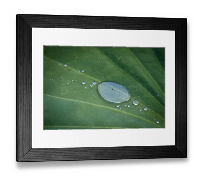 Framed Print : USA California, Santa Barbara, Montecito, Lotusland garden, Summer Solstice Twilight Reception Framed Print : USA California, Santa Barbara, Montecito, Lotusland garden, Summer Solstice Twilight Reception