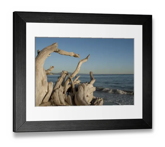 Framed Print : USA: California: Santa Barbara, Montecito, Butterfly Beach, driftwood Framed Print : USA: California: Santa Barbara, Montecito, Butterfly Beach, driftwood