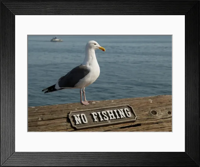 Framed Print : USA: California, Santa Barbara, breeding Western gull (Larus occicentalis) on pier Framed Print : USA: California, Santa Barbara, breeding Western gull (Larus occicentalis) on pier