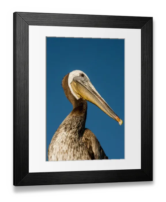 Framed Print : USA California, Santa Barbara, shoreline, Santa Barbara Harbor, brown pelican (Pelecanus