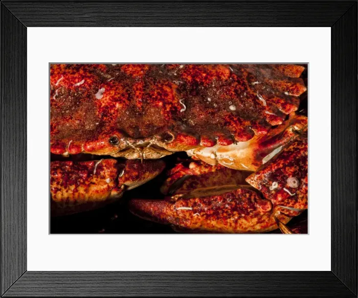 Framed Print : USA California, Santa Barbara, Santa Barbara Harbor, crabs for sale during fish market