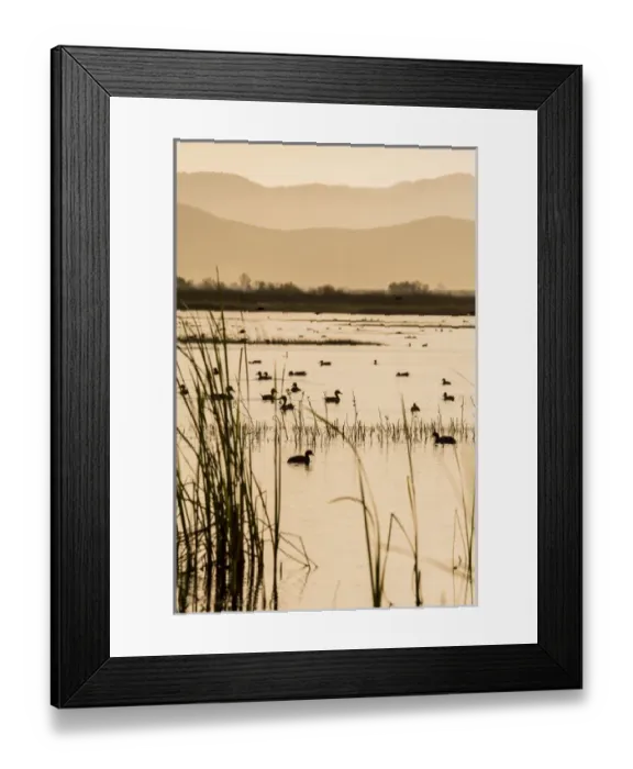 Framed Print : USA: California, Central Valley, San Joaquin River Valley, San Luis National Wildlife Refuge Framed Print : USA: California, Central Valley, San Joaquin River Valley, San Luis National Wildlife Refuge