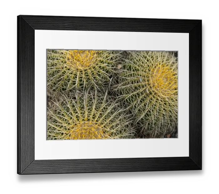Framed Print : USA: California, Central Coast, Santa Barbara, cactus Framed Print : USA: California, Central Coast, Santa Barbara, cactus