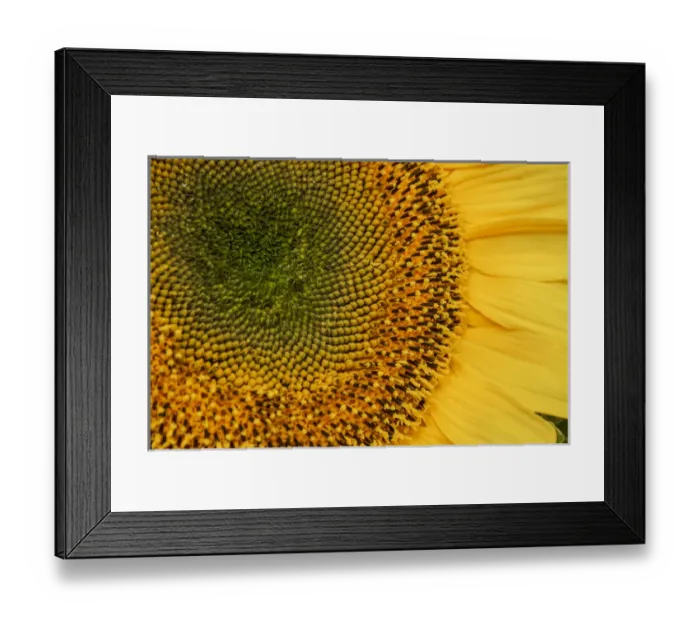 Framed Print : USA: California, Santa Barbara, Lower State Street, Farmers Market Framed Print : USA: California, Santa Barbara, Lower State Street, Farmers Market