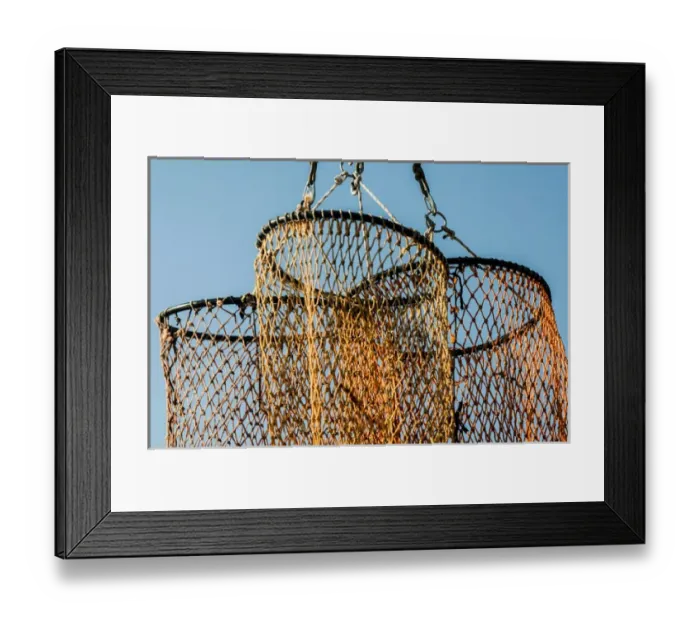 Framed Print : USA California, Santa Barbara, shoreline, Santa Barbara Harbor, local sea urchins Framed Print : USA California, Santa Barbara, shoreline, Santa Barbara Harbor, local sea urchins
