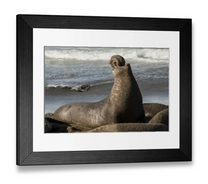 Framed Print : USA: California, San Simeon, elephant seals, (Mirounga Lionina) on Pacific Ocean Framed Print : USA: California, San Simeon, elephant seals, (Mirounga Lionina) on Pacific Ocean
