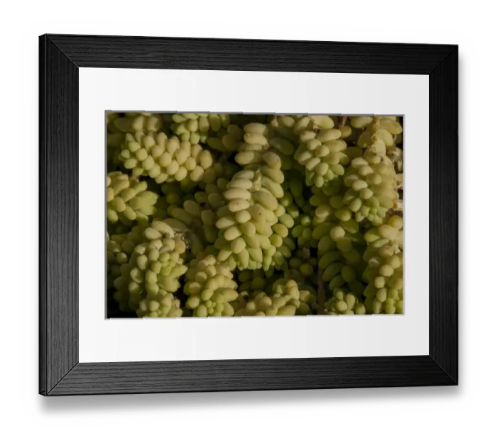 Framed Print : California: Santa Barbara, succulent plant Framed Print : California: Santa Barbara, succulent plant