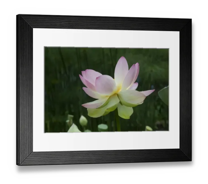 Framed Print : USA: California, Central Coast, Santa Barbara, lotus bloom Framed Print : USA: California, Central Coast, Santa Barbara, lotus bloom