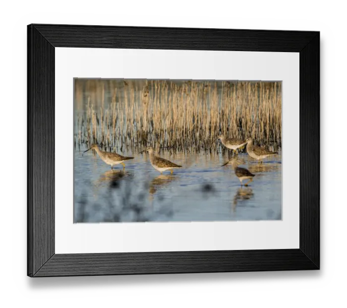 Framed Print : USA: California, Central Valley, San Joaquin River Valley, San Luis National Wildlife Refuge Framed Print : USA: California, Central Valley, San Joaquin River Valley, San Luis National Wildlife Refuge