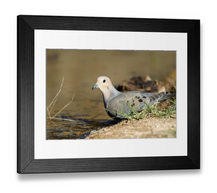 Framed Print : The mourning dove (Zenaida macroura) drinking at a small pond Framed Print : The mourning dove (Zenaida macroura) drinking at a small pond