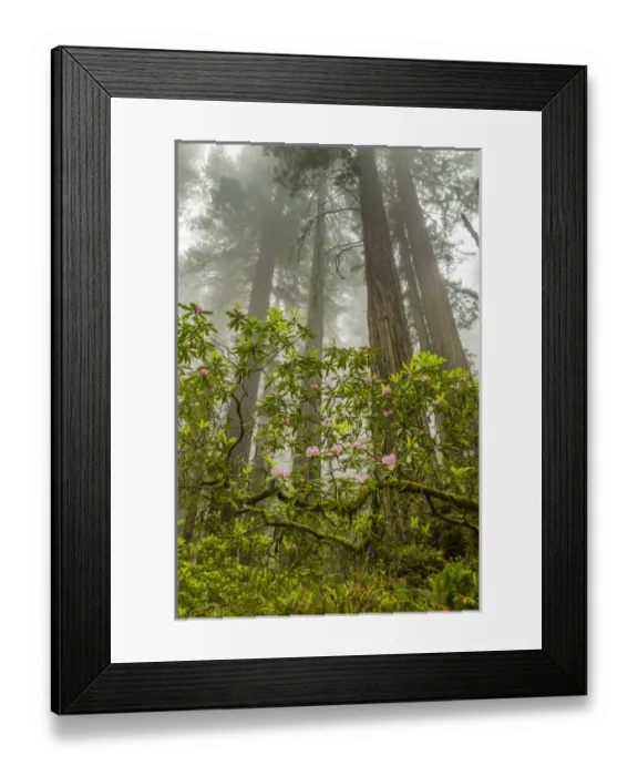 Framed Print : USA, California, Redwoods National Park. Fog and rhododendrons in forest. Credit as Framed Print : USA, California, Redwoods National Park. Fog and rhododendrons in forest. Credit as