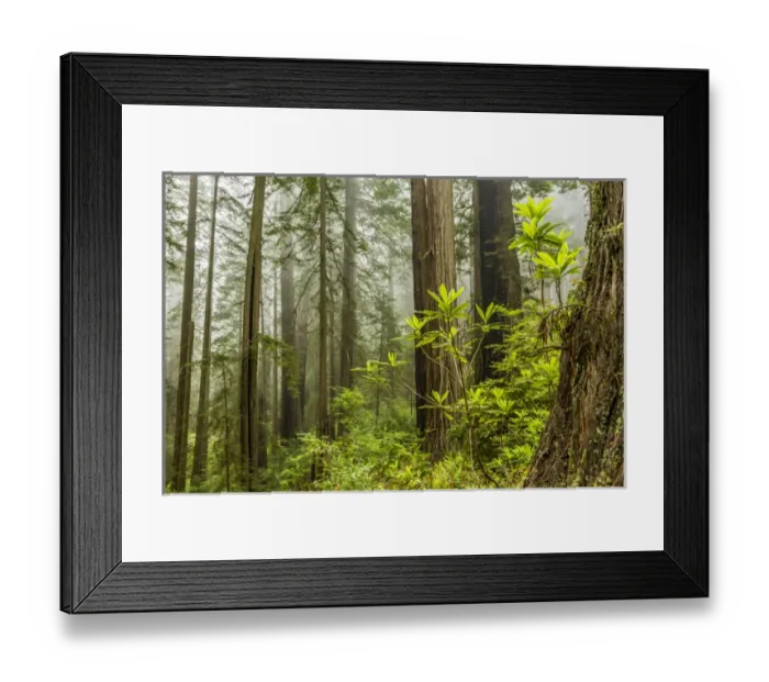 Framed Print : USA, California, Redwoods National Park. Foggy forest Framed Print : USA, California, Redwoods National Park. Foggy forest