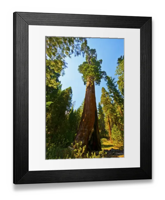 Framed Print : North America, USA, California, Sequoia Kings Canyon National Parks Grant Grove, General Grant Tree Framed Print : North America, USA, California, Sequoia Kings Canyon National Parks Grant Grove, General Grant Tree