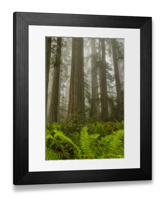 Framed Print : USA, California, Redwoods National Park. Redwood trees and fog