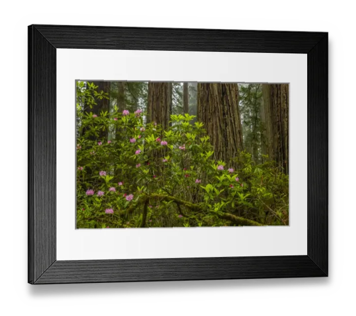 Framed Print : USA, California, Redwoods National Park. Rhododendrons in forest Framed Print : USA, California, Redwoods National Park. Rhododendrons in forest