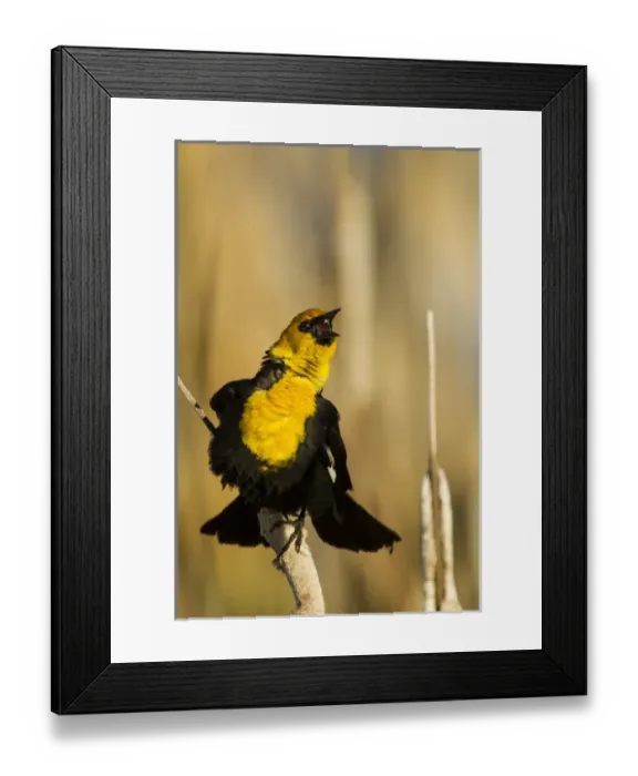 Framed Print : USA, California, Tule Lake National Wildlife Refuge. Yellow-headed blackbird singing Framed Print : USA, California, Tule Lake National Wildlife Refuge. Yellow-headed blackbird singing