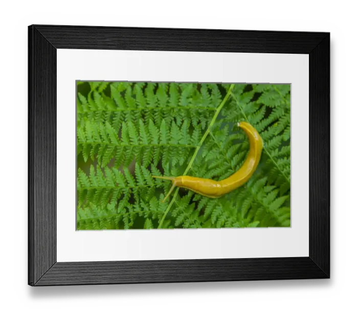 Framed Print : USA, California, Redwoods National Park. Banana slug on fern Framed Print : USA, California, Redwoods National Park. Banana slug on fern