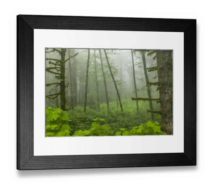 Framed Print : USA, California, Redwoods National Park. Fog in Ladybird Johnson Grove. Cathy & Gordon Illg Framed Print : USA, California, Redwoods National Park. Fog in Ladybird Johnson Grove. Cathy & Gordon Illg