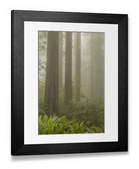 Framed Print : USA, California, Redwoods National Park. Redwood trees and fog