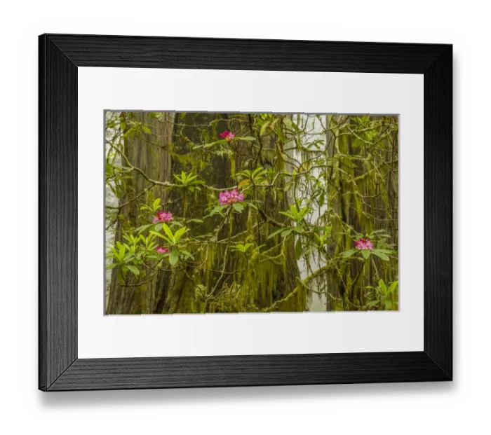 Framed Print : USA, California, Redwoods National Park. Fog and rhododendrons in forest. Credit as Framed Print : USA, California, Redwoods National Park. Fog and rhododendrons in forest. Credit as