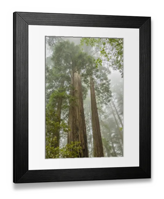 Framed Print : USA, California, Redwoods National Park. Redwood trees and fog