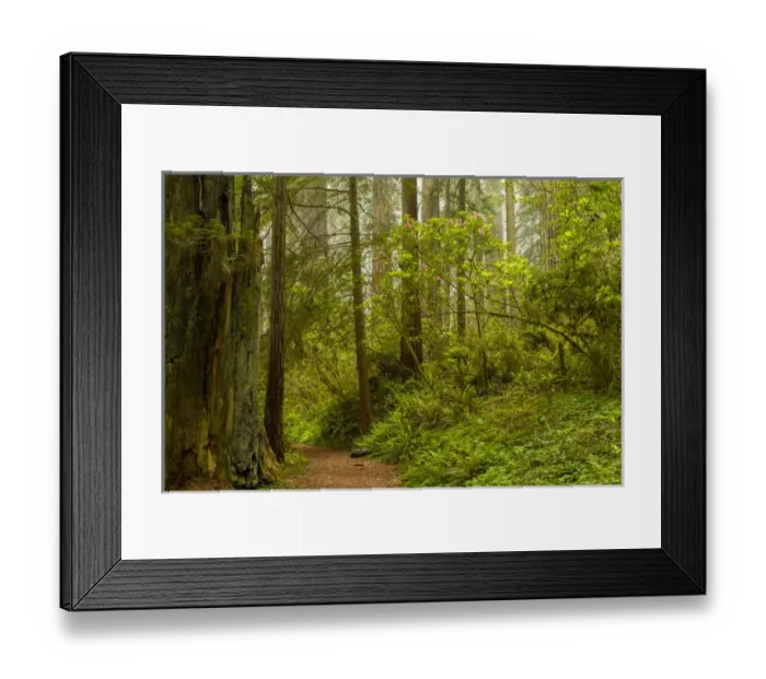 Framed Print : USA, California, Redwoods National Park. Trail through forest Framed Print : USA, California, Redwoods National Park. Trail through forest
