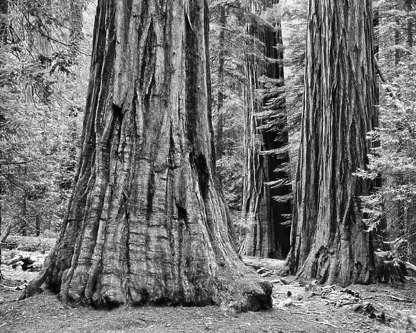 USA, California, Yosemite National Park. Sequoia trees in the Mariposa Grove. Credit as