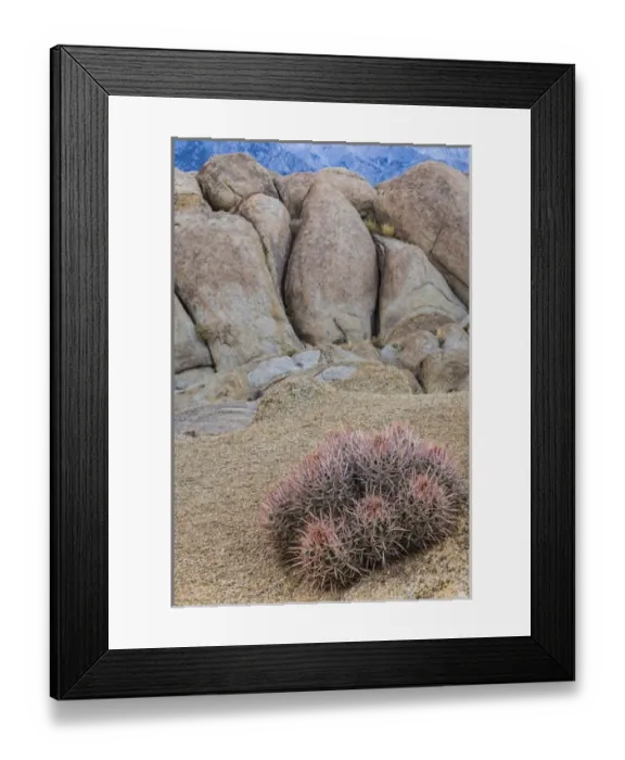 Framed Print : USA, California, Alabama Hills. Barrel cactus and boulders Framed Print : USA, California, Alabama Hills. Barrel cactus and boulders