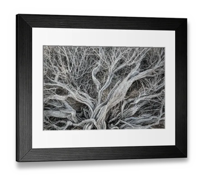 Framed Print : USA, California, Alabama Hills. Close-up of dead sagebrush Framed Print : USA, California, Alabama Hills. Close-up of dead sagebrush