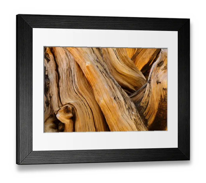 Framed Print : USA, California, White Mountains Wilderness. Patterns in bristlecone pine wood. Credit as Framed Print : USA, California, White Mountains Wilderness. Patterns in bristlecone pine wood. Credit as