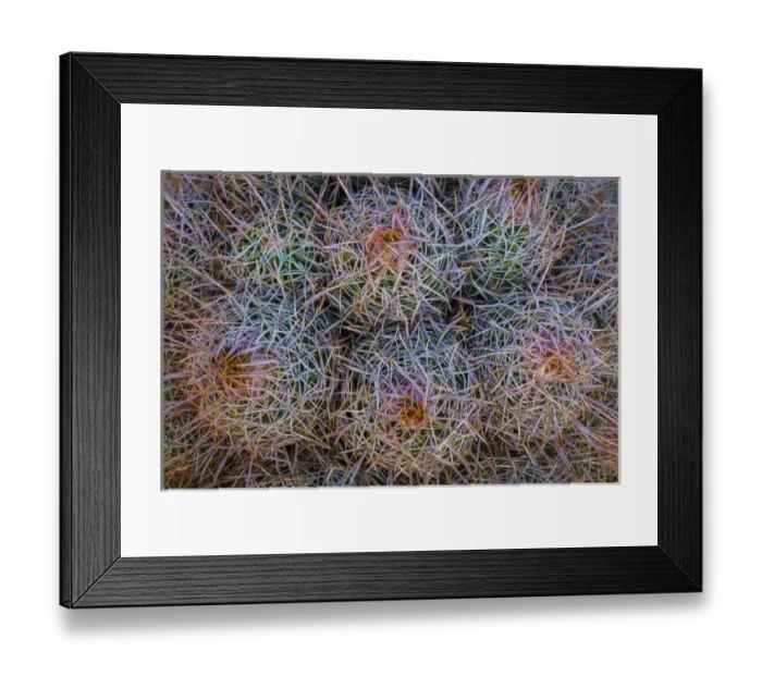Framed Print : USA, California, Alabama Hills. Detail of barrel cacti Framed Print : USA, California, Alabama Hills. Detail of barrel cacti