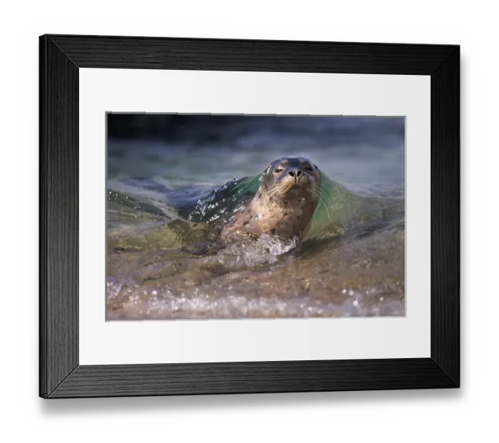 Framed Print : USA, California, La Jolla. Baby harbor seal on beach Framed Print : USA, California, La Jolla. Baby harbor seal on beach