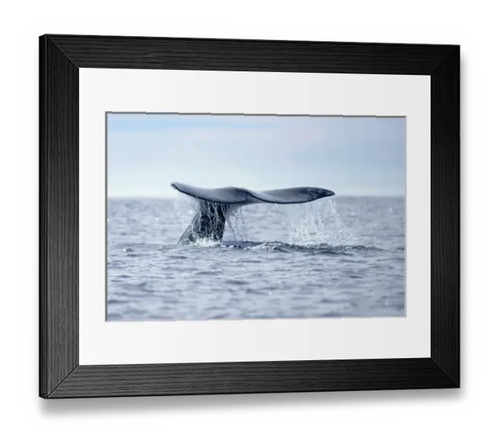 Framed Print : USA, California, La Jolla. Gray whale tail in dive Framed Print : USA, California, La Jolla. Gray whale tail in dive