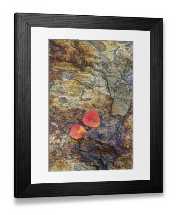 Framed Print : USA, California, June Lake. Aspen leaves on rocky ledge Framed Print : USA, California, June Lake. Aspen leaves on rocky ledge