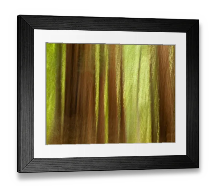 Framed Print : USA, California, Big Sur, Abstract of redwood trees at Big Sur Pfeiffer State Park Framed Print : USA, California, Big Sur, Abstract of redwood trees at Big Sur Pfeiffer State Park
