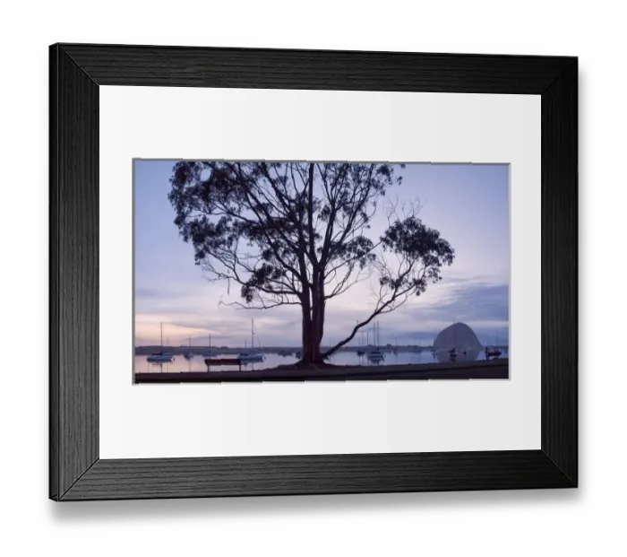 Framed Print : USA, California, Panoramic view of eucalyptus tree and Morro Rock at sunset Framed Print : USA, California, Panoramic view of eucalyptus tree and Morro Rock at sunset