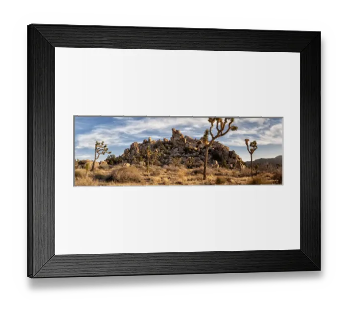 Framed Print : USA, California, Joshua Tree National Park, Panoramic view of Joshua trees in Framed Print : USA, California, Joshua Tree National Park, Panoramic view of Joshua trees in