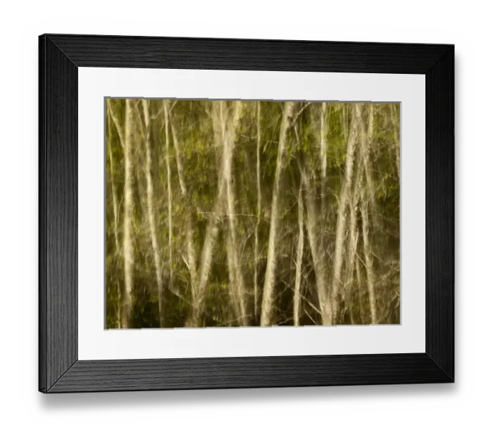 Framed Print : USA, California, Big Sur, Abstract double exposure of white alders at Big Sur Pfeiffer Framed Print : USA, California, Big Sur, Abstract double exposure of white alders at Big Sur Pfeiffer