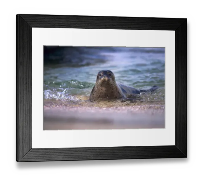 Framed Print : USA, California, La Jolla. Baby harbor seal in beach water Framed Print : USA, California, La Jolla. Baby harbor seal in beach water