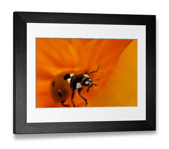 Framed Print : USA, California. Ladybug on a poppy. Credit as: Christopher Talbot Frank / Jaynes Framed Print : USA, California. Ladybug on a poppy. Credit as: Christopher Talbot Frank / Jaynes