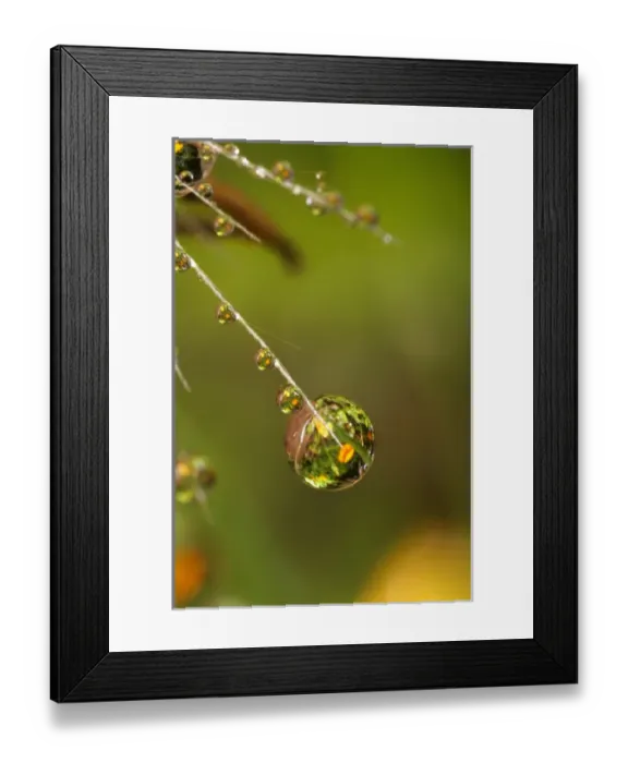 Framed Print : USA, California. Dandelion and water droplets Framed Print : USA, California. Dandelion and water droplets